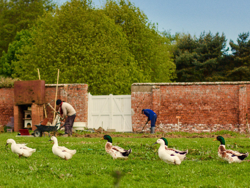 A small part of our ducks