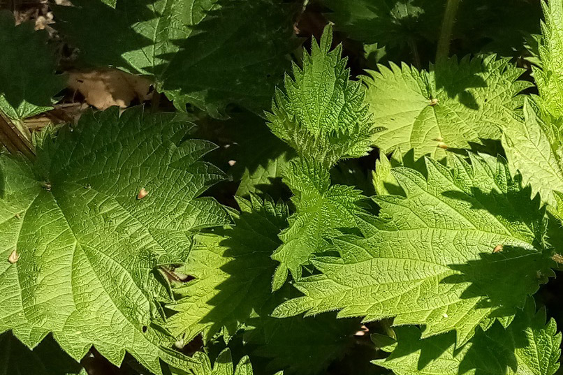 Nettles are found in abundance many places, and make excellent fertiliser
