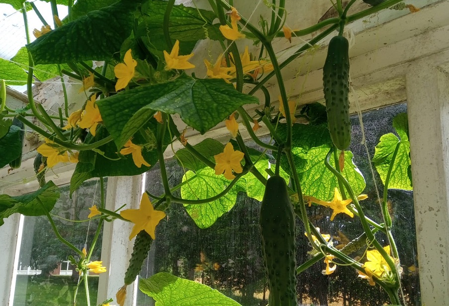 Cucumbers doing well in our new greenhouse, the conservatory in Chinese Embassy
