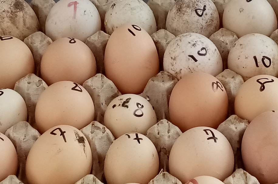 Our 25 chicken and 8 ducks produce 10-20 eggs per day, depending on the season