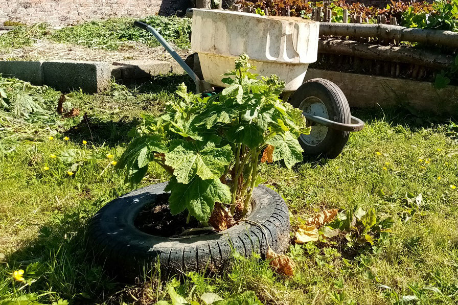 Reusing tyres from the cars in the garden