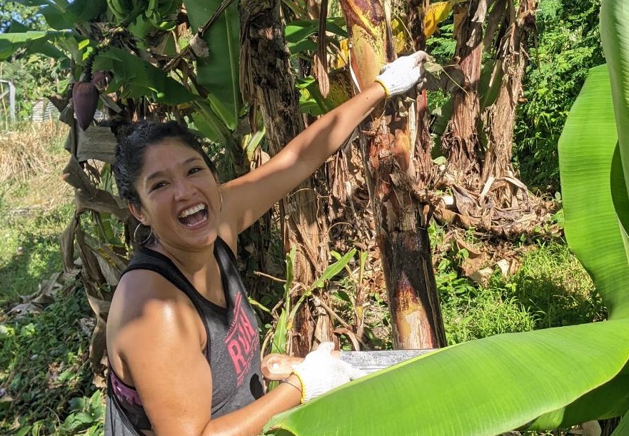 Banana field cleaning