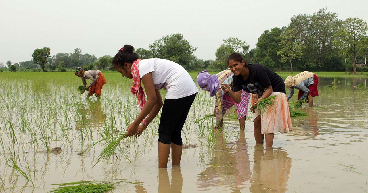 Planting_rice-facebook