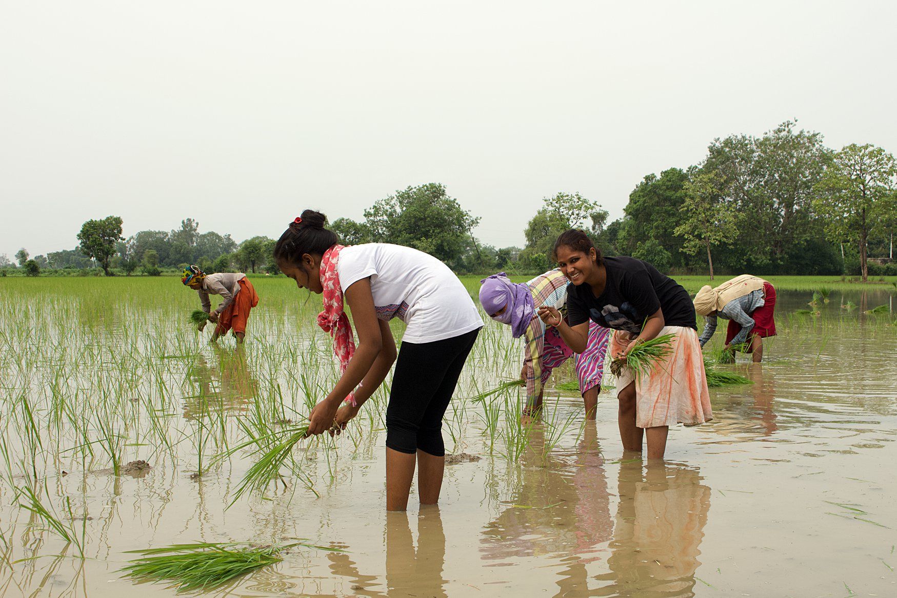 Planting Rice